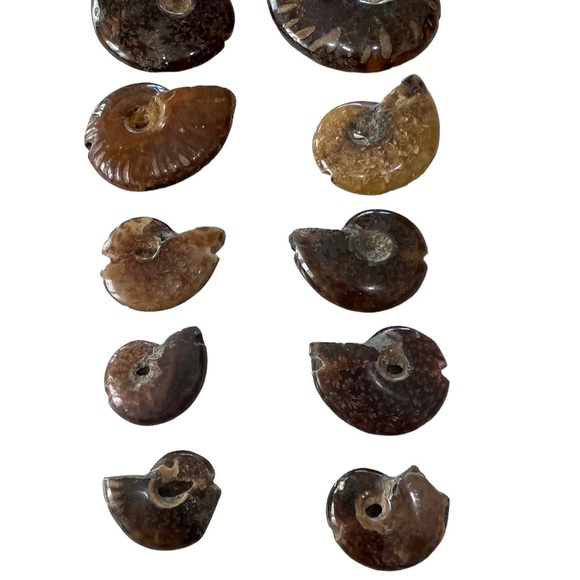 Jewelry - Collection of 10 Fossilized Shell Beads